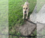 Small #4 Mutt