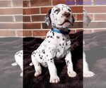 Small Photo #8 Dalmatian Puppy For Sale in ELKMONT, AL, USA