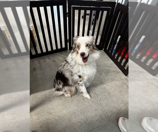 Medium Photo #2 Australian Shepherd Puppy For Sale in Oak Bluffs, MA, USA