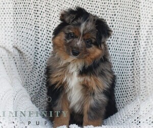 Miniature Australian Shepherd Puppy for sale in NEW HOLLAND, PA, USA
