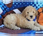 Small Photo #5 Poochon Puppy For Sale in LEOLA, PA, USA