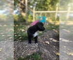 Small Photo #15 Miniature Australian Shepherd Puppy For Sale in DALTON CITY, IL, USA
