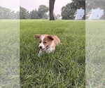 Puppy Molly Pembroke Welsh Corgi