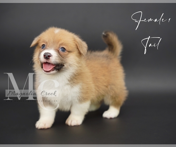 Medium Photo #12 Pembroke Welsh Corgi Puppy For Sale in FLORALA, AL, USA