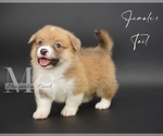 Small #11 Pembroke Welsh Corgi