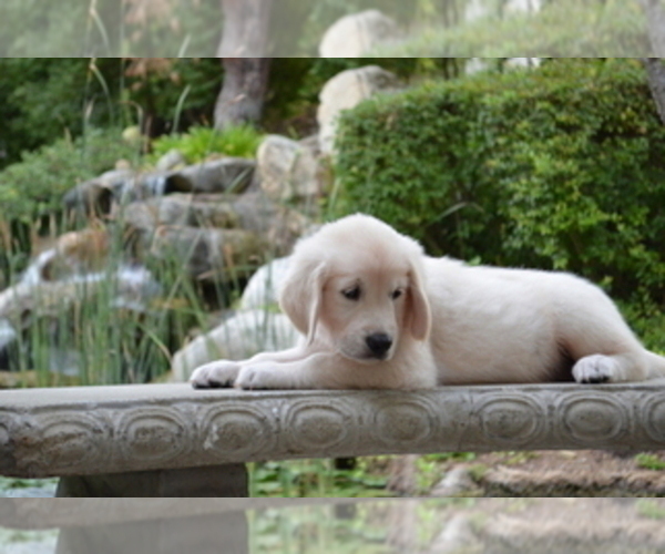 Medium Photo #5 Golden Retriever Puppy For Sale in YORBA LINDA, CA, USA