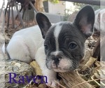 Small Photo #5 French Bulldog Puppy For Sale in TEMPLETON, CA, USA