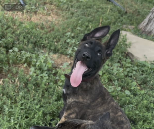 Medium Photo #1 Dutch Shepherd Dog-German Shepherd Dog Mix Puppy For Sale in SHERIDAN, WY, USA