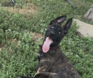 Dutch Shepherd Dog-German Shepherd Dog Mix Puppy for sale in SHERIDAN, WY, USA