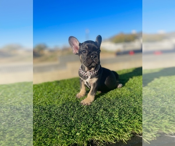 Medium Photo #6 French Bulldog Puppy For Sale in WEST HOLLYWOOD, CA, USA