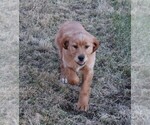 Small Photo #12 Golden Irish Puppy For Sale in JONES, MI, USA
