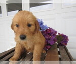Small Photo #7 Golden Retriever Puppy For Sale in KALAMAZOO, MI, USA