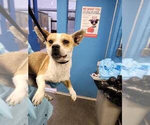 Mutt Dogs for adoption in San Antonio, TX, USA