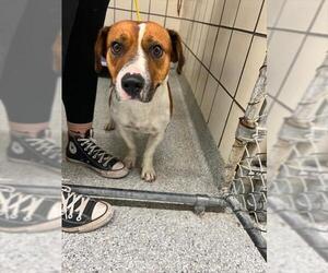 Staffordshire Bull Terrier-Unknown Mix Dogs for adoption in Pasadena, TX, USA