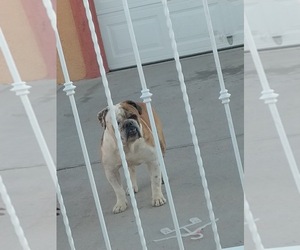 English Bulldog Puppy for sale in EL PASO, TX, USA