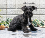 Small Photo #7 Schnauzer (Miniature) Puppy For Sale in BALTIC, OH, USA