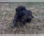 Small German Shepherd Dog