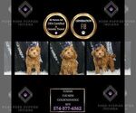 Puppy Tommy F1B Goldendoodle (Miniature)