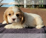 Small #1 Cocker Spaniel
