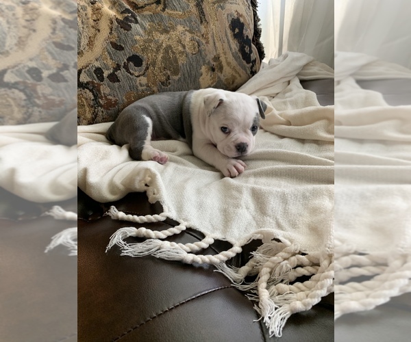 Medium Photo #8 Olde English Bulldogge Puppy For Sale in BOSSIER CITY, LA, USA