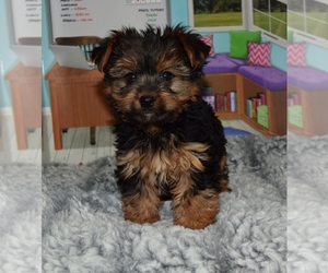 Yorkshire Terrier Puppy for sale in BARNESVILLE, KS, USA