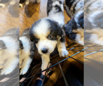 Small Photo #5 Miniature Australian Shepherd Puppy For Sale in CRESTLINE, CA, USA