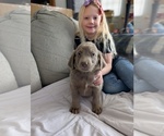 Small #1 Weimaraner