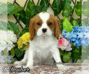 Cavalier King Charles Spaniel Puppy for sale in MIAMI, FL, USA