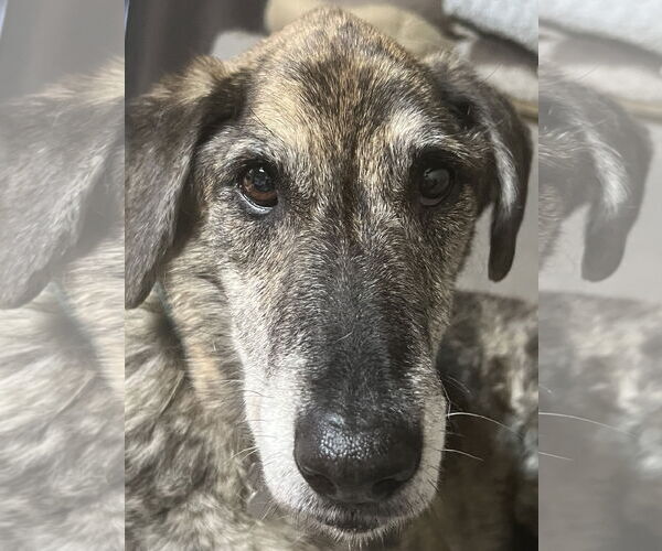 Medium Photo #3 Catahoula Leopard Dog-Labrador Retriever Mix Puppy For Sale in Phoenix, AZ, USA