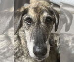 Small #2 Catahoula Leopard Dog-Labrador Retriever Mix
