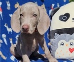 Small Photo #8 Weimaraner Puppy For Sale in NEWCASTLE, OK, USA