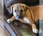 Small Photo #12 Mutt Puppy For Sale in Vail, AZ, USA