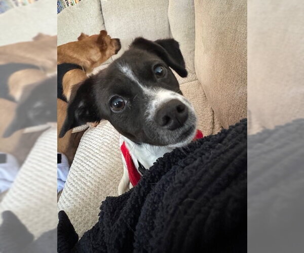 Medium Photo #1 Mutt Puppy For Sale in Plainfield, IL, USA