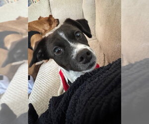 Mutt Dogs for adoption in Plainfield, IL, USA