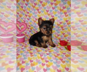 Yorkshire Terrier Puppy for sale in LAPEER, MI, USA
