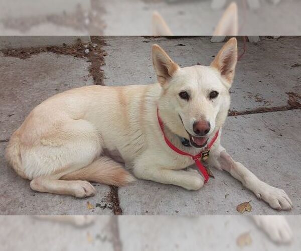 Medium Photo #2 German Shepherd Dog Puppy For Sale in Cupertino, CA, USA
