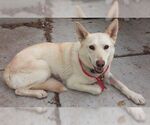 Small #1 German Shepherd Dog