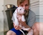 Small Photo #68 Dogo Argentino Puppy For Sale in JANE, MO, USA