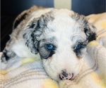 Small #16 Sheepadoodle