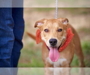 Border Collie-Retriever  Mix Dogs for adoption in Mt. Laurel, NJ, USA