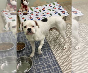 Boxer Dogs for adoption in Austin, TX, USA