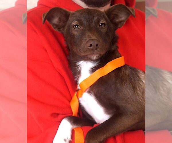 Medium Photo #3 Mutt Puppy For Sale in Carrollton, TX, USA