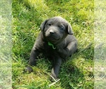 Small #13 Labrador Retriever