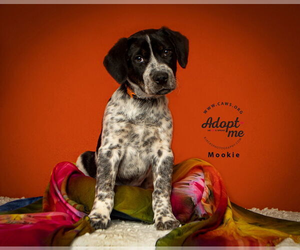 Medium Photo #1 Boxer-Unknown Mix Puppy For Sale in Salt Lake City, UT, USA