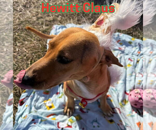 Medium Photo #6 Dachshund Puppy For Sale in San Antonio, TX, USA