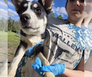 Siberian Husky-Unknown Mix Dogs for adoption in Beatrice, NE, USA