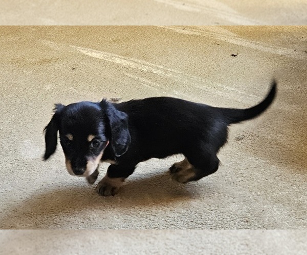 Medium Photo #6 Dachshund Puppy For Sale in HARTFORD, MI, USA