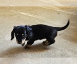 Small Photo #6 Dachshund Puppy For Sale in HARTFORD, MI, USA