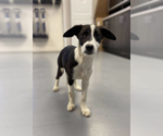 Small Mutt