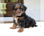 Small #2 Bernedoodle (Miniature)